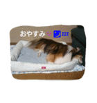 アルファライフ（個別スタンプ：12）