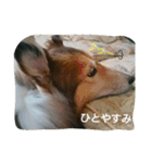 アルファライフ（個別スタンプ：13）