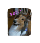 アルファライフ（個別スタンプ：16）