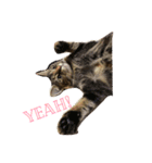 猫の親子（個別スタンプ：1）