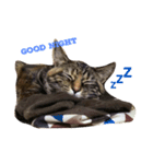 猫の親子（個別スタンプ：2）
