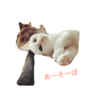 猫の親子（個別スタンプ：4）