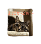 猫の親子（個別スタンプ：8）