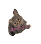 なまいきなねこ（個別スタンプ：2）