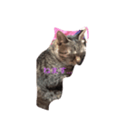 なまいきなねこ（個別スタンプ：3）