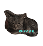 なまいきなねこ（個別スタンプ：4）