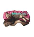 なまいきなねこ（個別スタンプ：5）