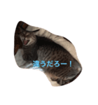 なまいきなねこ（個別スタンプ：6）