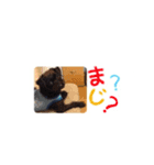 ワンちゃん好きのスタンプ（個別スタンプ：6）