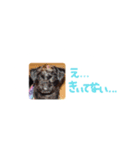 ワンちゃん好きのスタンプ（個別スタンプ：7）