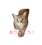 至高の猫。第二弾（個別スタンプ：1）