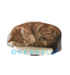 至高の猫。第二弾（個別スタンプ：2）