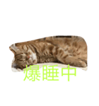 至高の猫。第二弾（個別スタンプ：3）