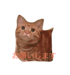 至高の猫。第二弾（個別スタンプ：4）
