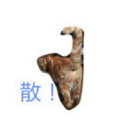 至高の猫。第二弾（個別スタンプ：5）