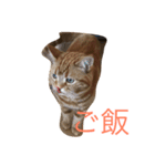 至高の猫。第二弾（個別スタンプ：6）
