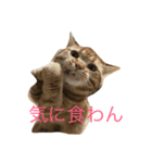 至高の猫。第二弾（個別スタンプ：7）