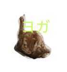 至高の猫。第二弾（個別スタンプ：8）