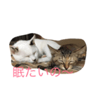 看板犬猫のプライベート（個別スタンプ：1）