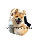 看板犬猫のプライベート（個別スタンプ：3）
