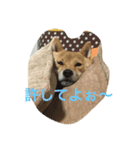 看板犬猫のプライベート（個別スタンプ：4）
