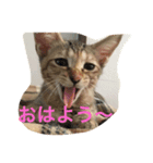 看板犬猫のプライベート（個別スタンプ：5）