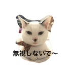 看板犬猫のプライベート（個別スタンプ：6）