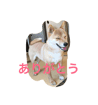 看板犬猫のプライベート（個別スタンプ：8）