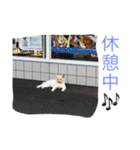 写真スタンプ1234（個別スタンプ：1）