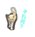 写真スタンプ1234（個別スタンプ：3）