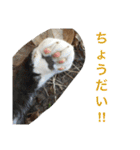 写真スタンプ1234（個別スタンプ：4）
