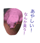 写真スタンプ1234（個別スタンプ：18）
