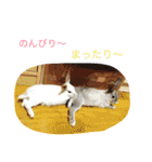 写真スタンプ1234（個別スタンプ：27）
