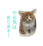 写真スタンプ1234（個別スタンプ：28）