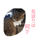 写真スタンプ1234（個別スタンプ：29）