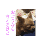 写真スタンプ1234（個別スタンプ：31）