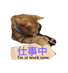 我が家のネコたちスタンプ2（個別スタンプ：11）
