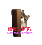我が家のネコたちスタンプ2（個別スタンプ：14）