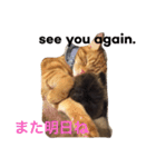 我が家のネコたちスタンプ2（個別スタンプ：16）