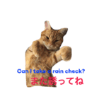我が家のネコたちスタンプ2（個別スタンプ：19）