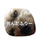 ヨークシャテリアのシルキーくん2（個別スタンプ：16）