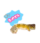 うちのレオパ（個別スタンプ：1）