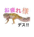 うちのレオパ（個別スタンプ：3）