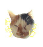 リールーさん#1（個別スタンプ：1）
