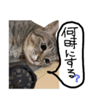 ★ねこむすめ★（個別スタンプ：1）