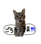 ★ねこむすめ★（個別スタンプ：2）