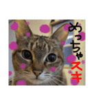 ★ねこむすめ★（個別スタンプ：4）
