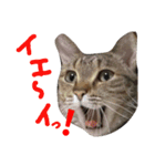★ねこむすめ★（個別スタンプ：5）