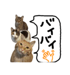 ★ねこむすめ★（個別スタンプ：6）