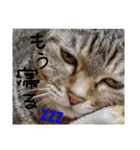 ★ねこむすめ★（個別スタンプ：8）